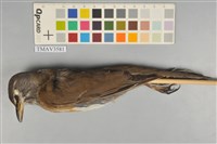 藏品(白眉鶇)的圖片